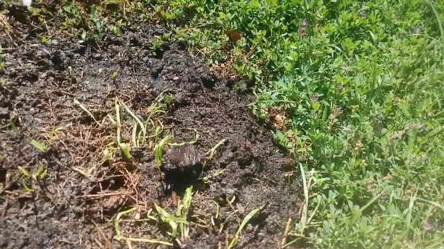 Мой виноград Сергей назвал в честь папы