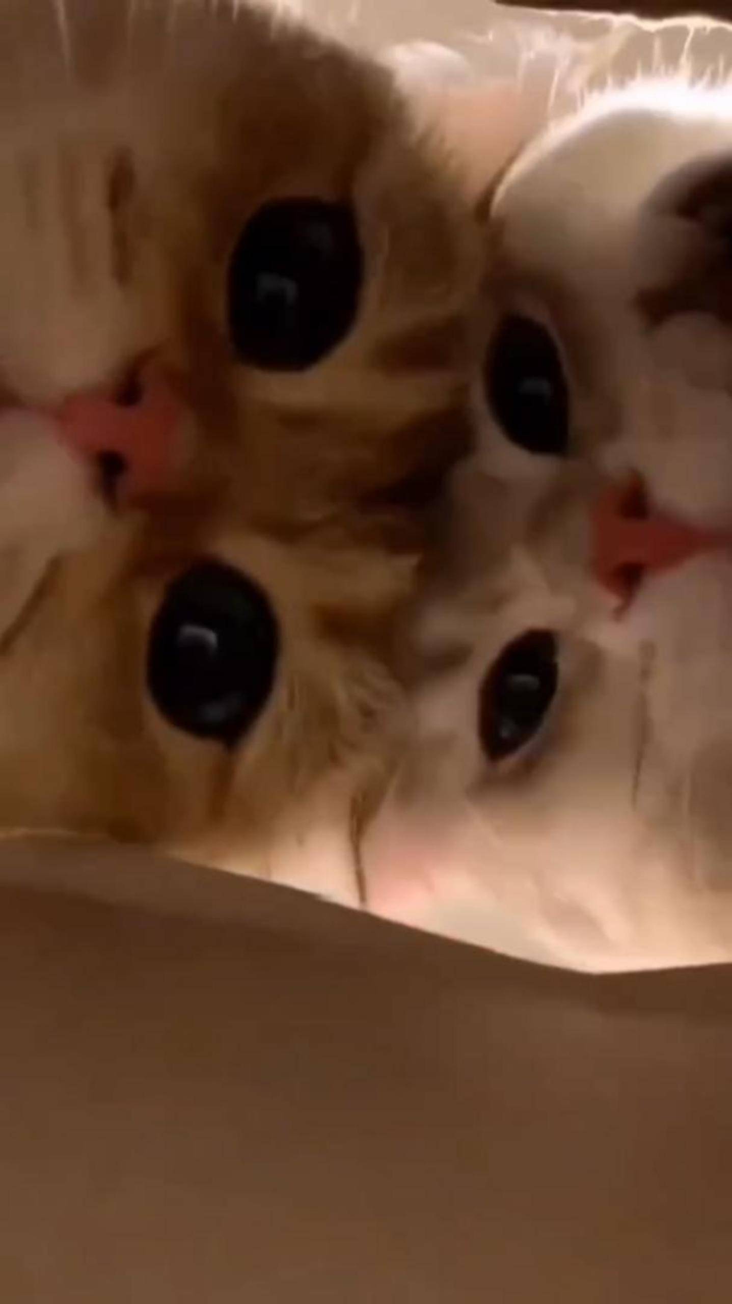 Очень смешные коты, которые поднимут настроение 🐾