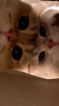 Очень смешные коты, которые поднимут настроение 🐾