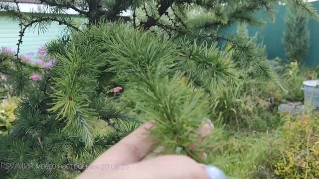 20.08.25 Дача.Отпуск продолжается.Хожу на небо гляжу😉