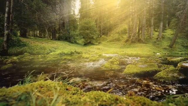 A serene forest atmosphere accompanied by gentle ambient tones