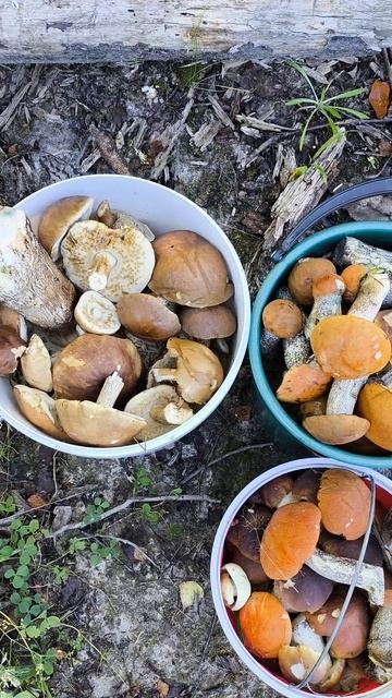 Лес нас не отпускает много грибов но все не унести