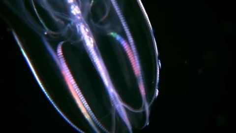 5 Самых Жутких и Хищных МОНСТРОВ ОКЕАНА