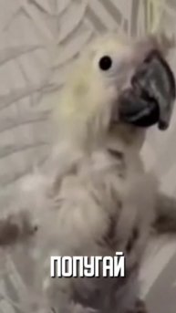 Не будь попугаем