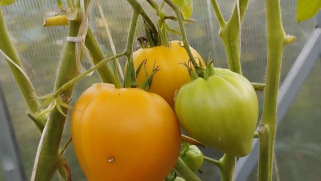 Томат Сердце пустыни на кусту