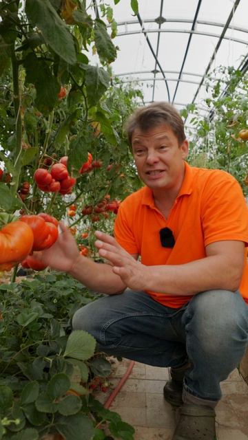 а что будет если посадить совместно томаты и землянику?