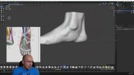 9. Foot anatomy