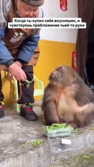 пытаются забрать вкусняшки #shorts