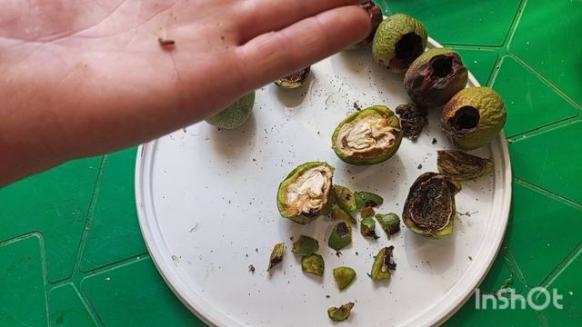 Разбираемся в сортах ореховых гусениц.