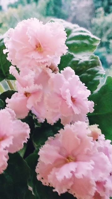 Фиалка Зима Улыбается