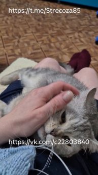 релакс, хобби, кошки