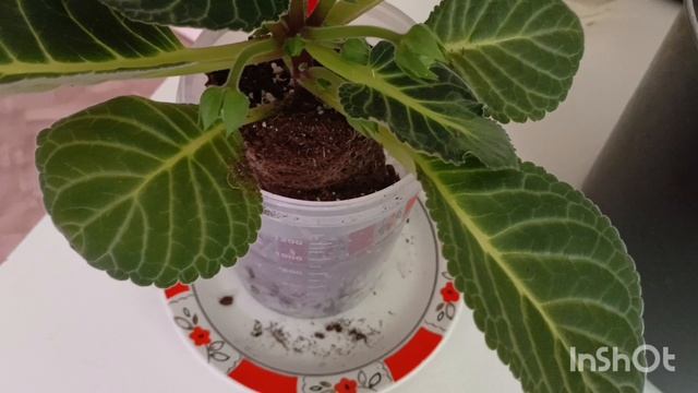 Пересадка цветущей глоксинии 😍🌺🌱🌱
Ну у у мало ей там уже места мало 😊🙏 #глоксиния #пересадка