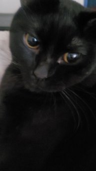 Котик спрятался #cat #cats #кошка #Коты #catlovers #catvideo #funnycats #Васька