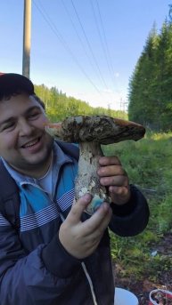 Какие чернобыльские грибы растут в нашем городе