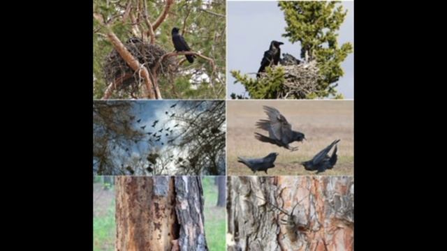 Мне снились песни, каждая как дерево, Конфликт поколений. 1й вар