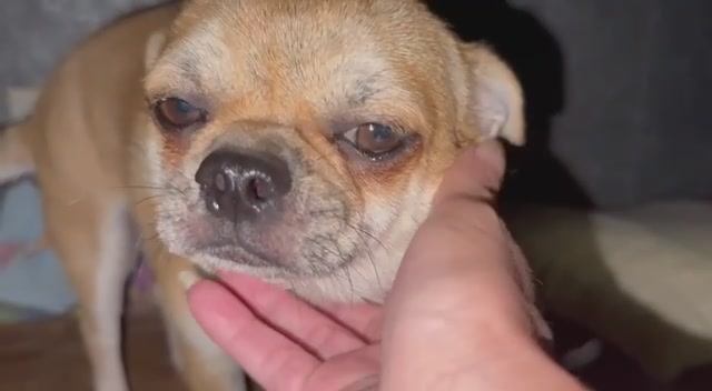 Соболек сегодня устроил ложную тревогу.