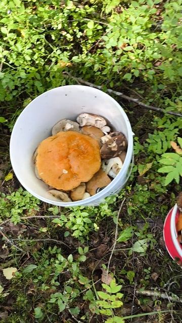 Как мне говорили что в лесу грибов нет