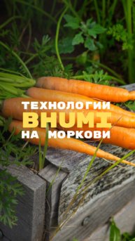 Технологии Bhumi на моркови #органика #морковь #экология #технология #bhumi