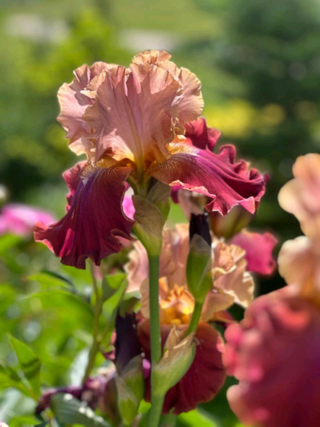 обнова битва гроу э гарден против сэмми