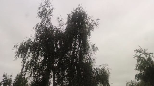 магический пасмурный прогноз погоды от волшебника 23 августа и кот 😻 Вася.