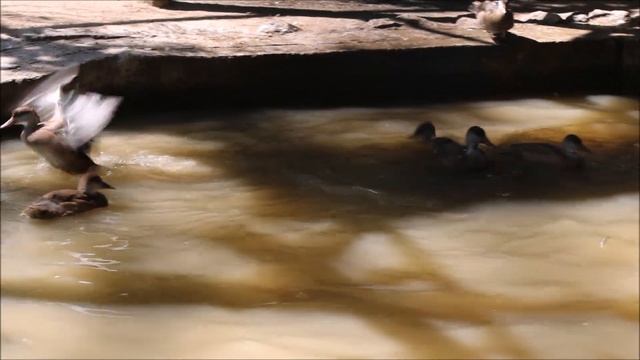 Утки плещутся в воде 20.08.2025