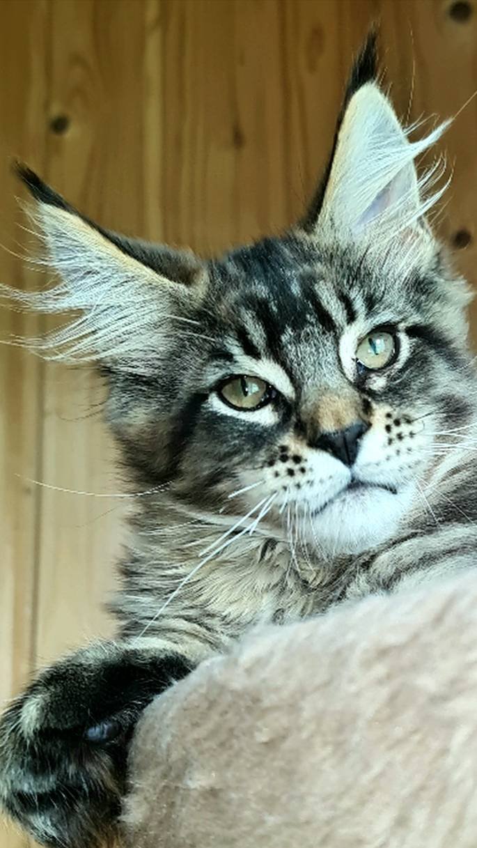 Мейн кун Антей, 3,5 месяцев. Свободен.