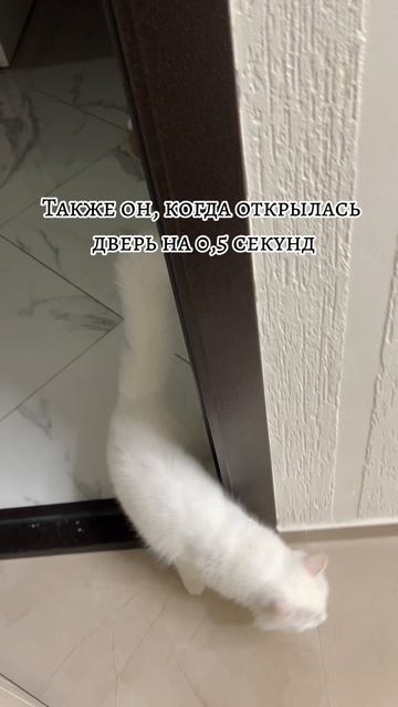 Кот любитель погулять 😂 #котики #животные