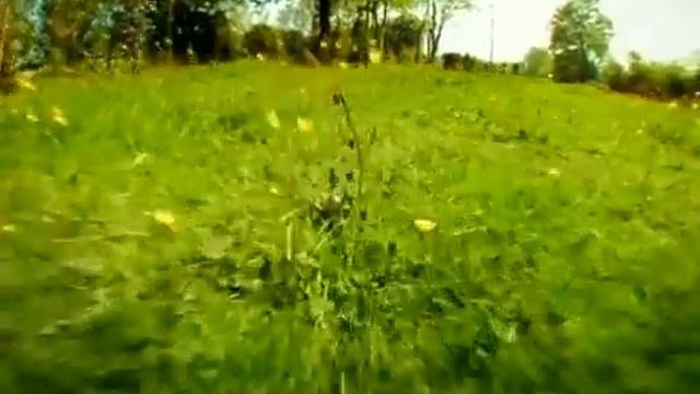 мультфильм насекомые