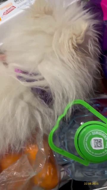 У собаки отбирать еду нельзя 22.08.2025