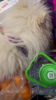 У собаки отбирать еду нельзя 22.08.2025