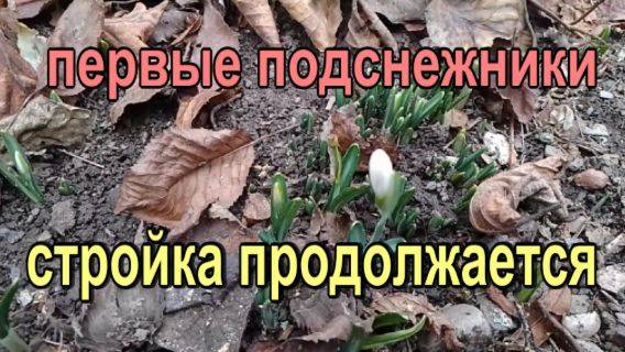 № 918 первые подснежники // стройка продолжается