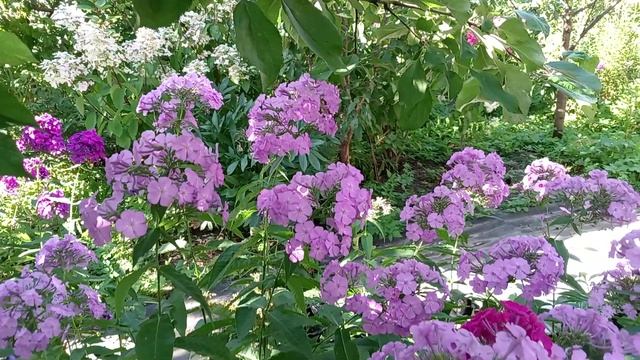 ФЛОКСЫ В МОЁМ САДУ.