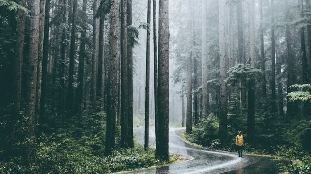 Иногда нужно побыть в тишине дождливого летнего леса \ музыка для сна и релакса