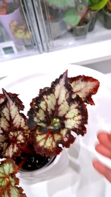 БЕГОНИЯ,LeRex БЕЛЫЙ ДРАКОН.