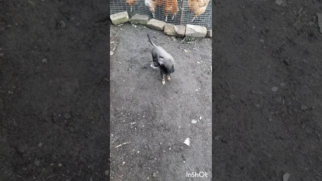 Дом и двор.Сборник интересных моментов на эту тему.Фильм2.Серия3 .mp4