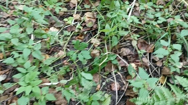 Леночка и опята. 23.08.25