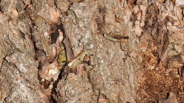 Насекомые в Великом Новгороде, кузнечики, наблюдение 23 августа 2025