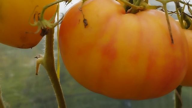 Томат Фокусник биколор на кусту