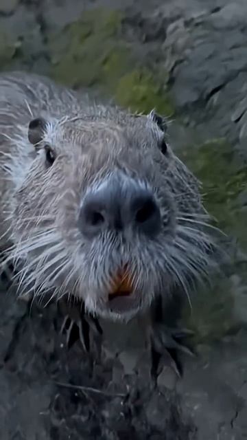 Шашлык из нутрии #зоопарк #нутрия #жизньвкайф #еда #готовканаприроде #food