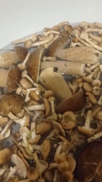 #грибы #лето #2025 #опята