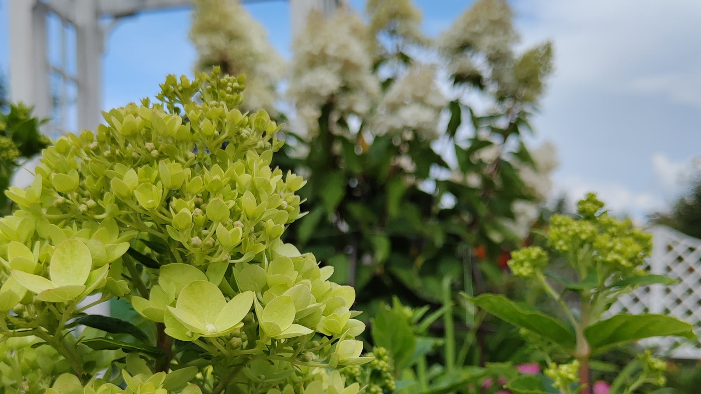 Моя самая любимая метельчатая гортензия | Мой цветущий сад