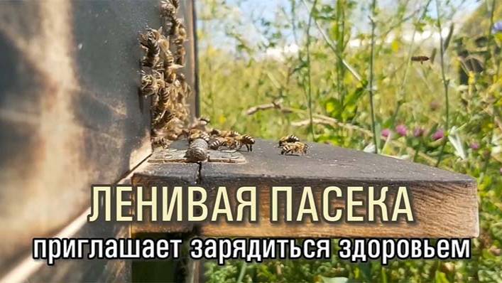 НАУЧИМ ЗАПУСКАТЬ ЛЕНИВУЮ ПАСЕКУ