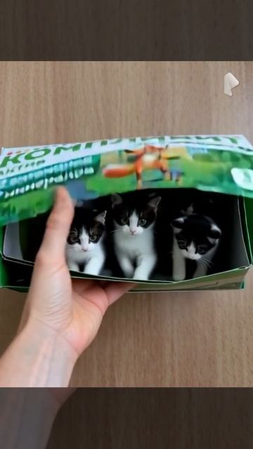 Котики😻😻😻