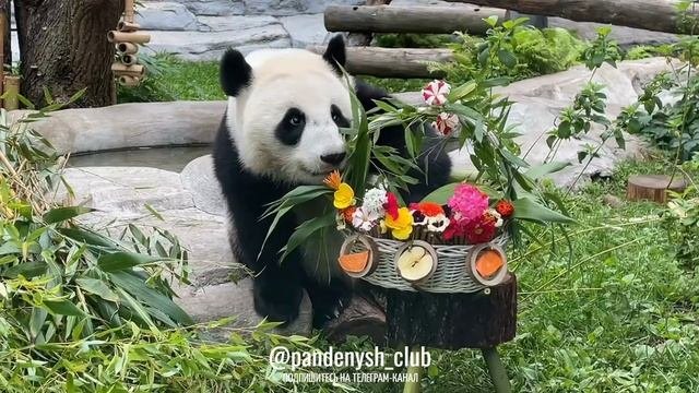 🐼 Праздничное настроение в самом разгаре! 🎊Шестой день подарков для нашей любимой Катюши!