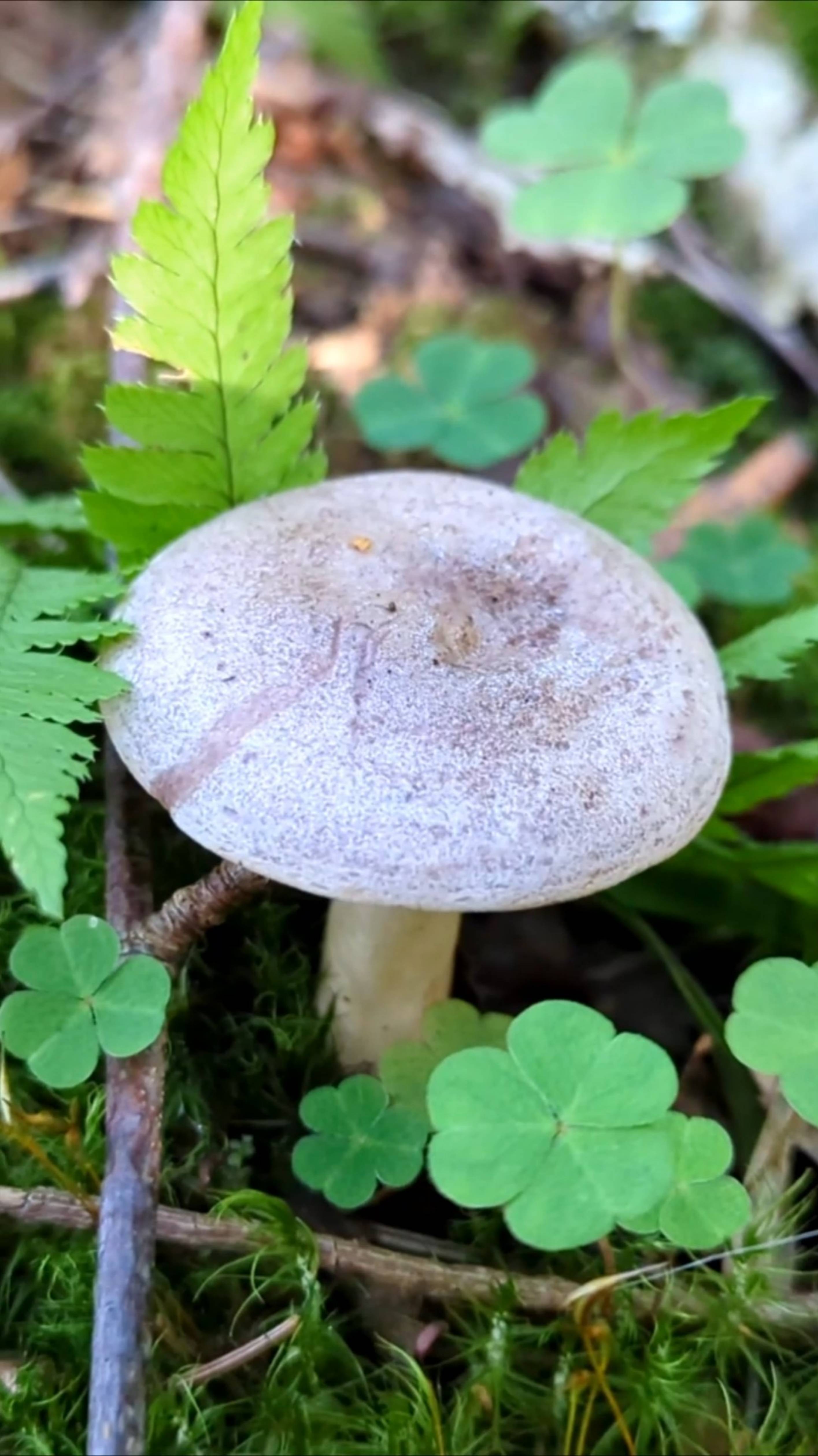 Гладыши пошли (грибочки на засол)!