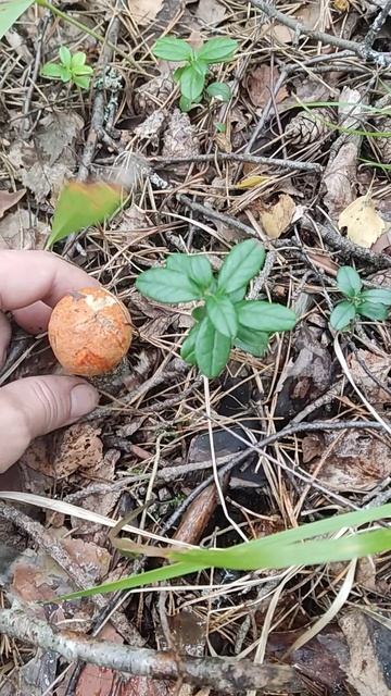 Грибы снова радуют.