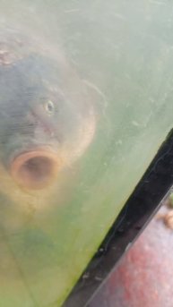 Задыхающаяся рыба/Этот жестокий мир