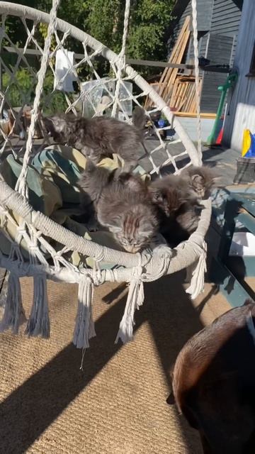 #котятамейнкун #котята #мейнкун #мейкун