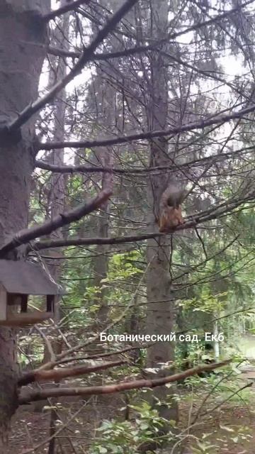 Очень много белок в Ботаническом саду, берите с собой орешки (миндаль и арахис нельзя)