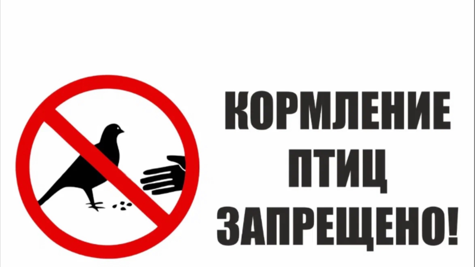 Нельзя кормить птиц. Почему?